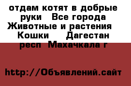 отдам котят в добрые руки - Все города Животные и растения » Кошки   . Дагестан респ.,Махачкала г.